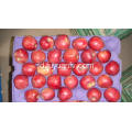 Hotsale apel bintang merah yang manis dan renyah